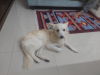 Selling Japanese Spitz Dog